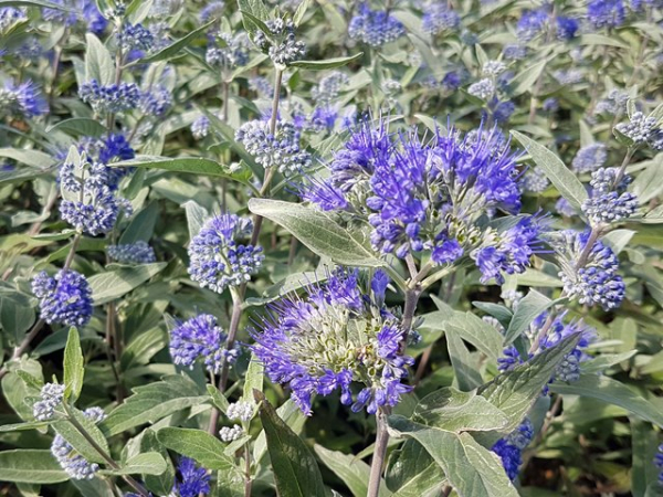 Caryopteris clandonensis Heavenly Blue